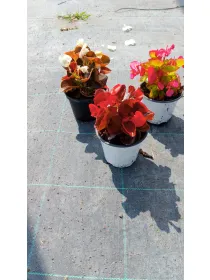 Begonia 10 V. 10 cm - Riviera Quality Societa' Agricola Cooperativa