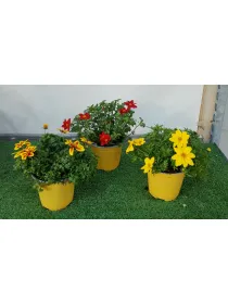 Bidens 14 V. 14 cm - Riviera Quality Societa' Agricola Cooperativa