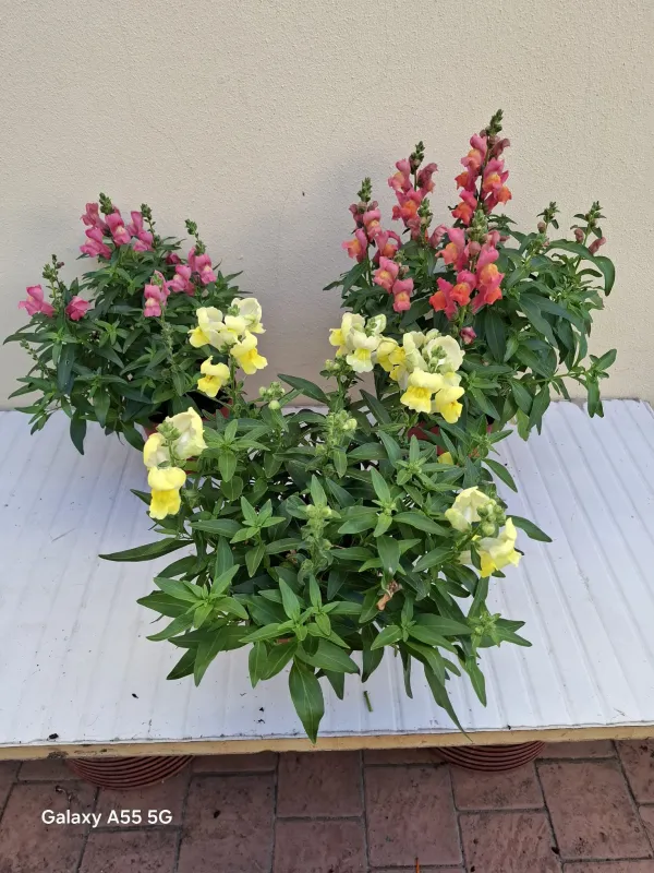 Bocca di leone 14 V. 14 cm - Riviera Quality Societa' Agricola Cooperativa