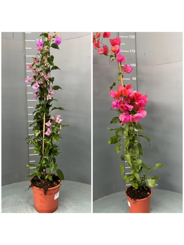 Bougainvillea canna 16/17 V. 17 cm - Riviera Quality Societa' Agricola Cooperativa