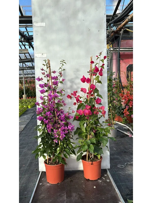 Bougainvillea piramide 17 h. 90 V. 17 cm - Riviera Quality Societa' Agricola Cooperativa