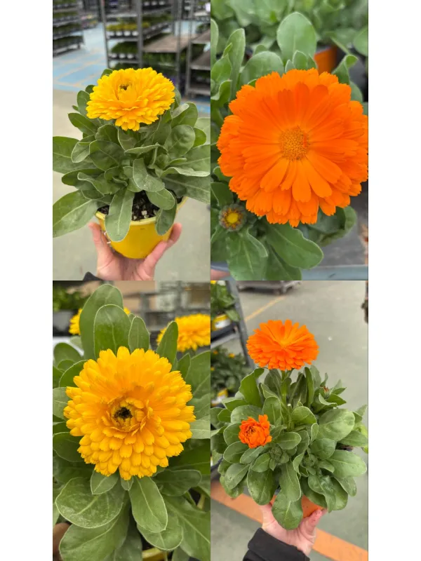 Calendula 14 V. 14 cm - Riviera Quality Societa' Agricola Cooperativa