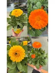 Calendula 14 V. 14 cm - Riviera Quality Societa' Agricola Cooperativa