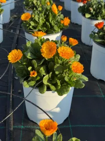 Calendula 18 V. 18 cm - Riviera Quality Societa' Agricola Cooperativa