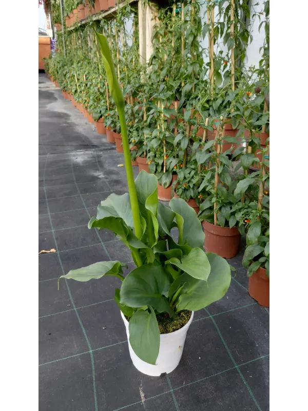 Calla 15 V. 14 cm - Riviera Quality Societa' Agricola Cooperativa