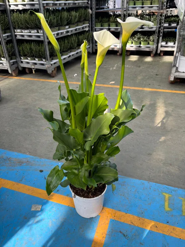 Calla 18 V. 18 cm - Riviera Quality Societa' Agricola Cooperativa