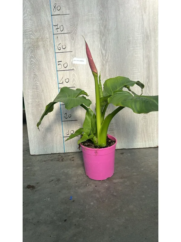 Calla flamingo 18 V. 18 cm - Riviera Quality Societa' Agricola Cooperativa