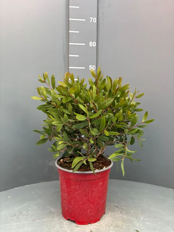 Callistemon 18 V. 18 cm - Riviera Quality Societa' Agricola Cooperativa