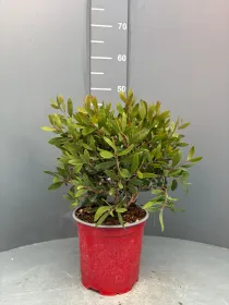 Callistemon 18 V. 18 cm - Riviera Quality Societa' Agricola Cooperativa