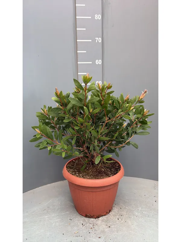 Callistemon 25 V. 25 cm - Riviera Quality Societa' Agricola Cooperativa