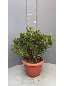 Callistemon 25 V. 25 cm - Riviera Quality Societa' Agricola Cooperativa
