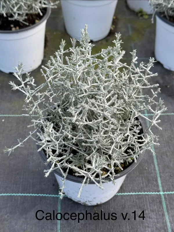 Calocephalus 14 V. 14 cm - Riviera Quality Societa' Agricola Cooperativa