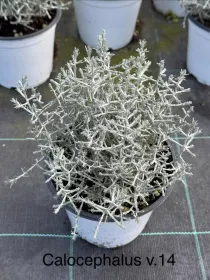 Calocephalus 14 V. 14 cm - Riviera Quality Societa' Agricola Cooperativa