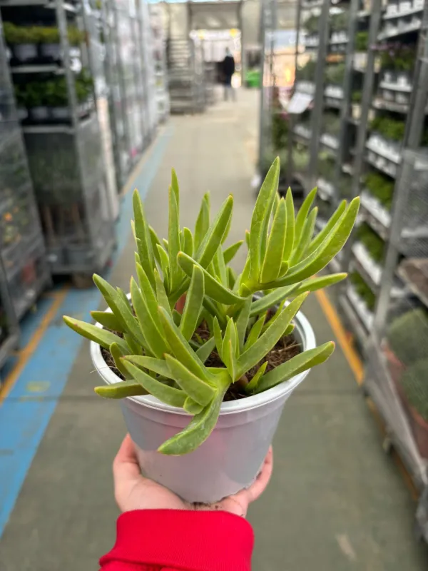 Carpobrotus 14 V. 14 cm - Riviera Quality Societa' Agricola Cooperativa