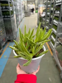 Carpobrotus 14 V. 14 cm - Riviera Quality Societa' Agricola Cooperativa