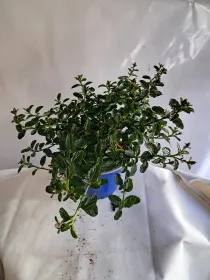 Ceanothus 14 V. 14 cm - Riviera Quality Societa' Agricola Cooperativa