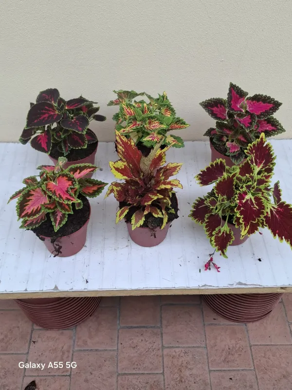 Coleus blumei 14 V. 14 cm - Riviera Quality Societa' Agricola Cooperativa