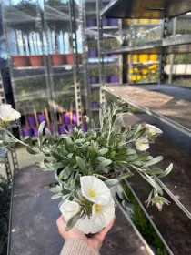 Convolvolus cneorum 14 V. 14 cm - Riviera Quality Societa' Agricola Cooperativa