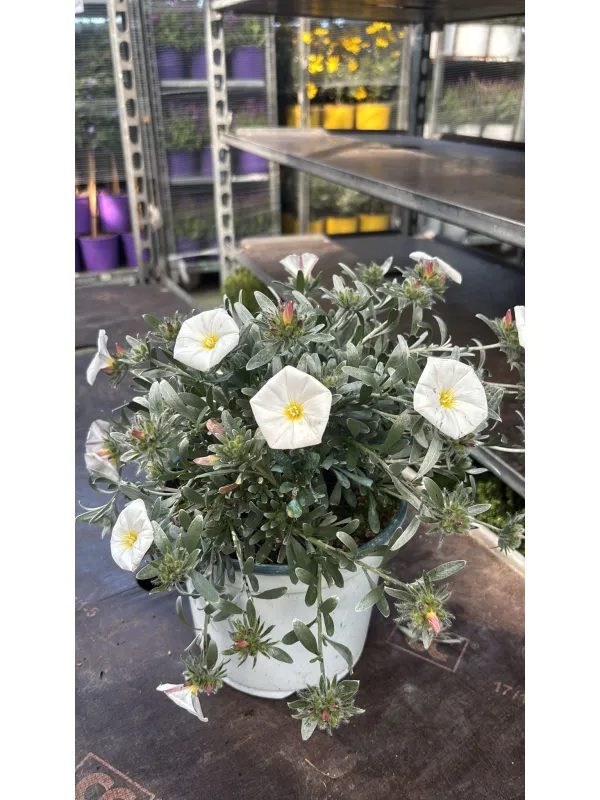 Convolvolus cneorum 18 V. 18 cm - Riviera Quality Societa' Agricola Cooperativa