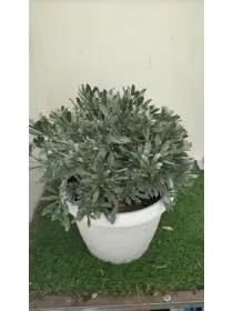 Convolvolus cneorum 25 V. 25 cm - Riviera Quality Societa' Agricola Cooperativa