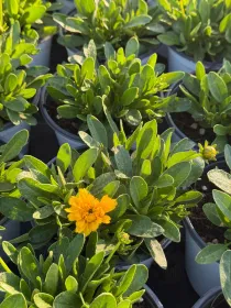 Coreopsis 14 V. 14 cm - Riviera Quality Societa' Agricola Cooperativa