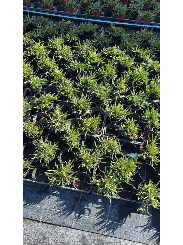 Delosperma 10 V. 10 cm - Riviera Quality Societa' Agricola Cooperativa