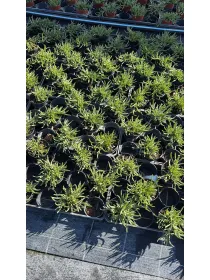 Delosperma 10 V. 10 cm - Riviera Quality Societa' Agricola Cooperativa