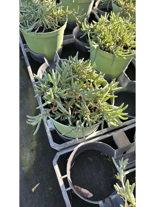 Delosperma cooperi 14 V. 14 cm - Riviera Quality Societa' Agricola Cooperativa