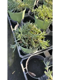 Delosperma cooperi 14 V. 14 cm - Riviera Quality Societa' Agricola Cooperativa