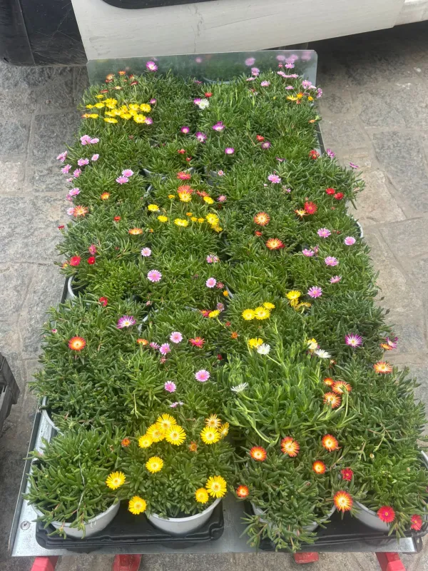 Delosperma desert 14 V. 14 cm - Riviera Quality Societa' Agricola Cooperativa