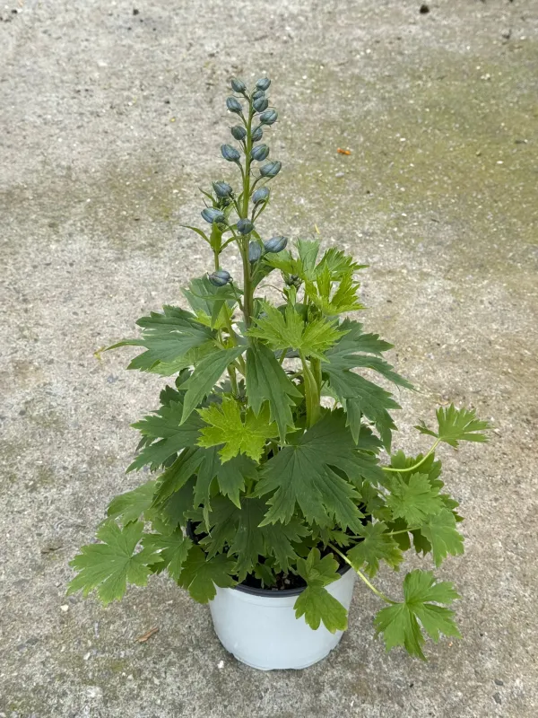 Delphinium elatum 18 V. 18 cm - Riviera Quality Societa' Agricola Cooperativa