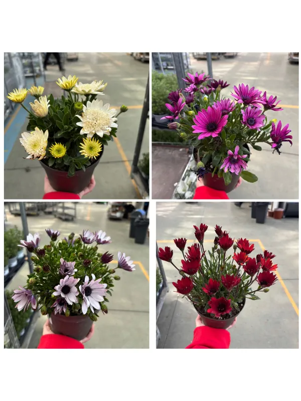 Dimorphoteca 14 V. 14 cm - Riviera Quality Societa' Agricola Cooperativa