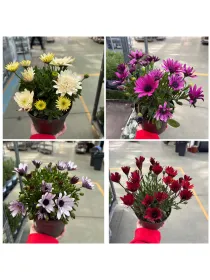 Dimorphoteca 14 V. 14 cm - Riviera Quality Societa' Agricola Cooperativa