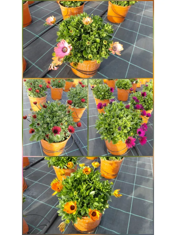 Dimorphoteca 18 V. 18 cm - Riviera Quality Societa' Agricola Cooperativa