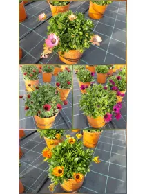 Dimorphoteca 18 V. 18 cm - Riviera Quality Societa' Agricola Cooperativa