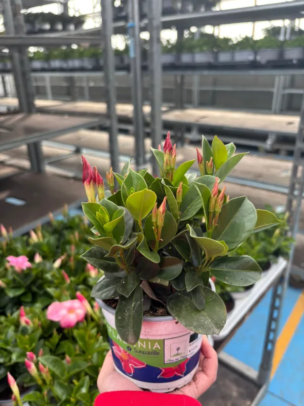 Dipladenia sundeville 10 V. 10 cm - Riviera Quality Societa' Agricola Cooperativa