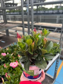 Dipladenia sundeville 10 V. 10 cm - Riviera Quality Societa' Agricola Cooperativa