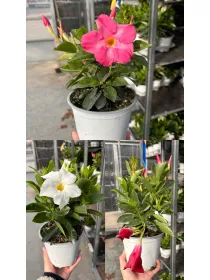 Dipladenia sundeville 14 V. 14 cm - Riviera Quality Societa' Agricola Cooperativa