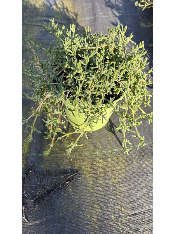 Drosantemo14 V. 14 cm - Riviera Quality Societa' Agricola Cooperativa