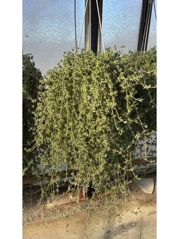 Drosantemum bsk 16 V. 16 cm - Riviera Quality Societa' Agricola Cooperativa