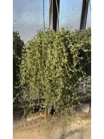 Drosantemum bsk 16 V. 16 cm - Riviera Quality Societa' Agricola Cooperativa