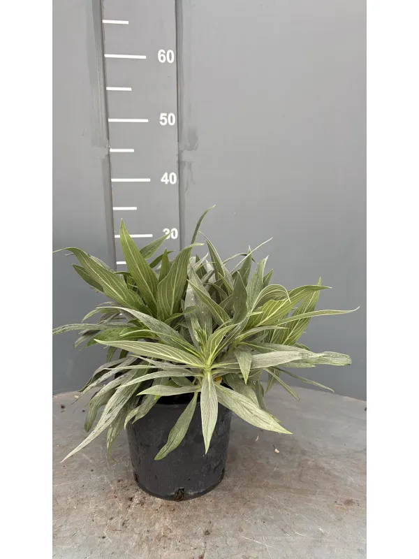 Echium fastuosum 16 V. 16 cm - Riviera Quality Societa' Agricola Cooperativa