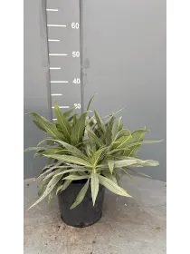 Echium fastuosum 16 V. 16 cm - Riviera Quality Societa' Agricola Cooperativa