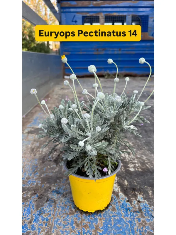 Euryops pectinatus 14 V. 14 cm - Riviera Quality Societa' Agricola Cooperativa