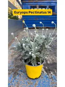 Euryops pectinatus 14 V. 14 cm - Riviera Quality Societa' Agricola Cooperativa