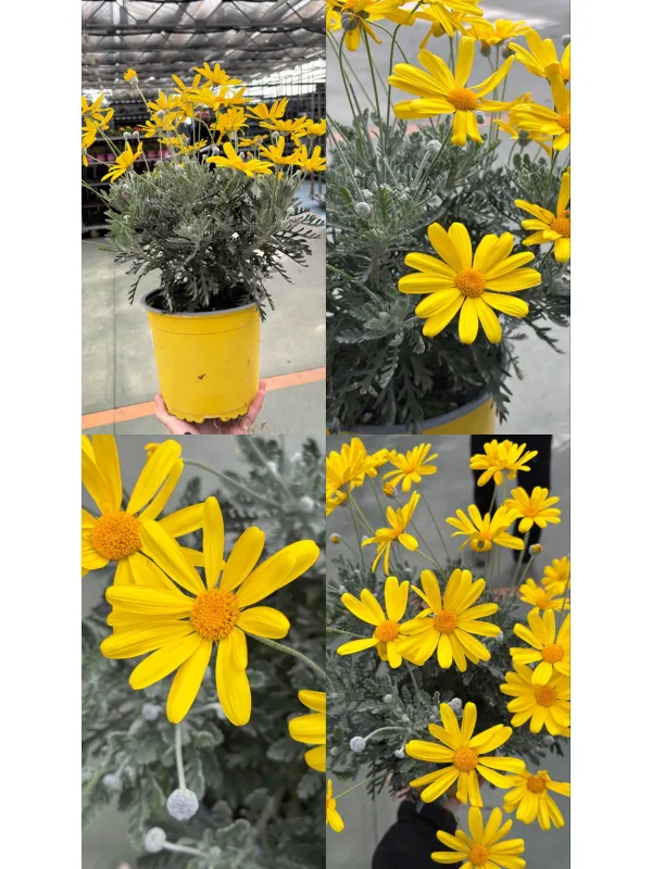 Euryops pectinatus 18 V. 18 cm - Riviera Quality Societa' Agricola Cooperativa