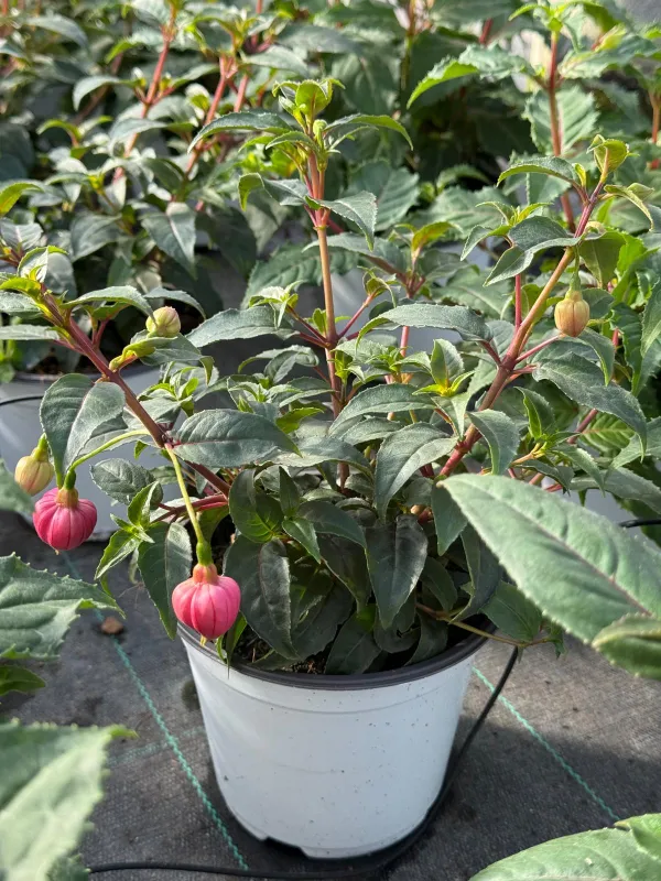 Fuchsia 14 V. 14 cm - Riviera Quality Societa' Agricola Cooperativa
