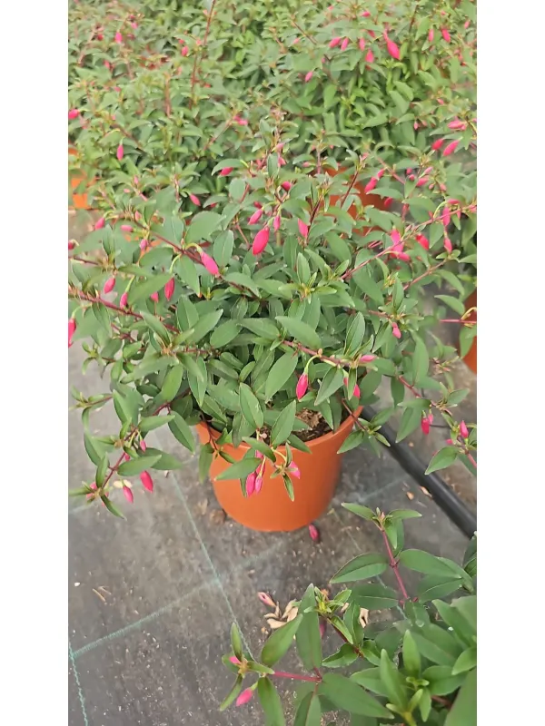 Fuchsia 18 V. 18 cm - Riviera Quality Societa' Agricola Cooperativa
