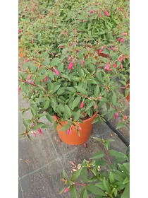 Fuchsia 18 V. 18 cm - Riviera Quality Societa' Agricola Cooperativa