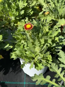 Gaillardia 14 V. 14 cm - Riviera Quality Societa' Agricola Cooperativa